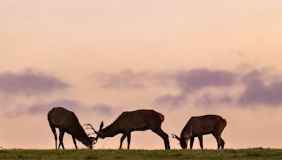 Revealed: The Wicklow location which has telescopes set up to watch rutting stags