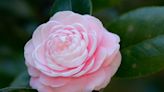 Garden chores for January in Jacksonville: Plant camellias, watch for invasive species