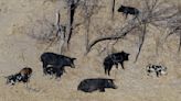 A population of hard-to-eradicate ‘super pigs’ in Canada is threatening to invade the US