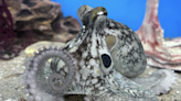 A Californian Two-Spot Octopus Named Terrance Is a TikTok Sensation