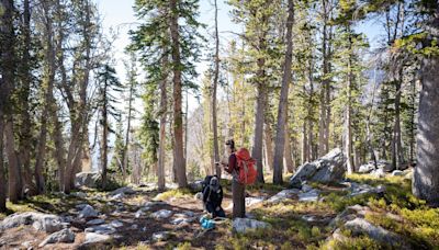 Researchers working to save whitebark pine, a declining keystone tree species in the greater Yellowstone area