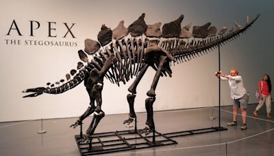 Subasta récord: pagaron 44,6 millones de dólares por un fósil de dinosaurio | "Apex" fue adquirido por un comprador anónimo