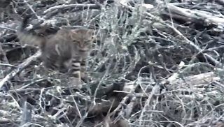 Unique Scottish wildcat footage captured thanks to thermal imaging