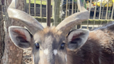 Tennessee Zoo Mourns Death of Antelope After He Choked on Banned Item Human Brought In