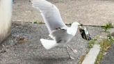 Seagull swoops on smoker to steal £35 pouch of rolling tobacco