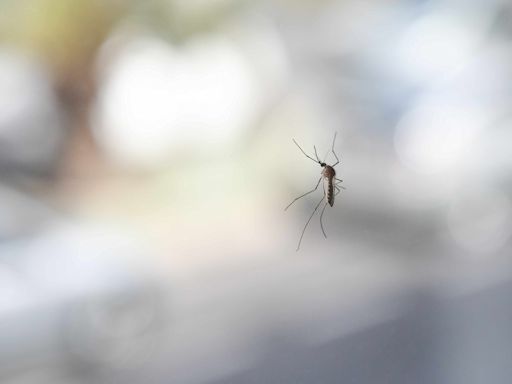 What to Know About Dengue Fever As It Spreads in the U.S.