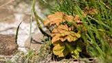 It's a horticultural miracle! Sprout appears from stump of Sycamore Gap tree