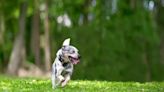 Dog Zoomies: Why Hyper, Energetic Dogs Run in Circles