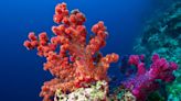 Scientists Are Building a Noah’s Ark for Corals