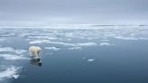 Osos polares adaptan drásticamente su alimentación y hábitat por el cambio climático