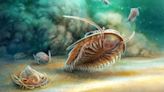 「龐貝」三葉蟲完整保存 顛覆生命演化認知