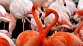 Florida sees rise in flamingo population thanks to wetland restoration