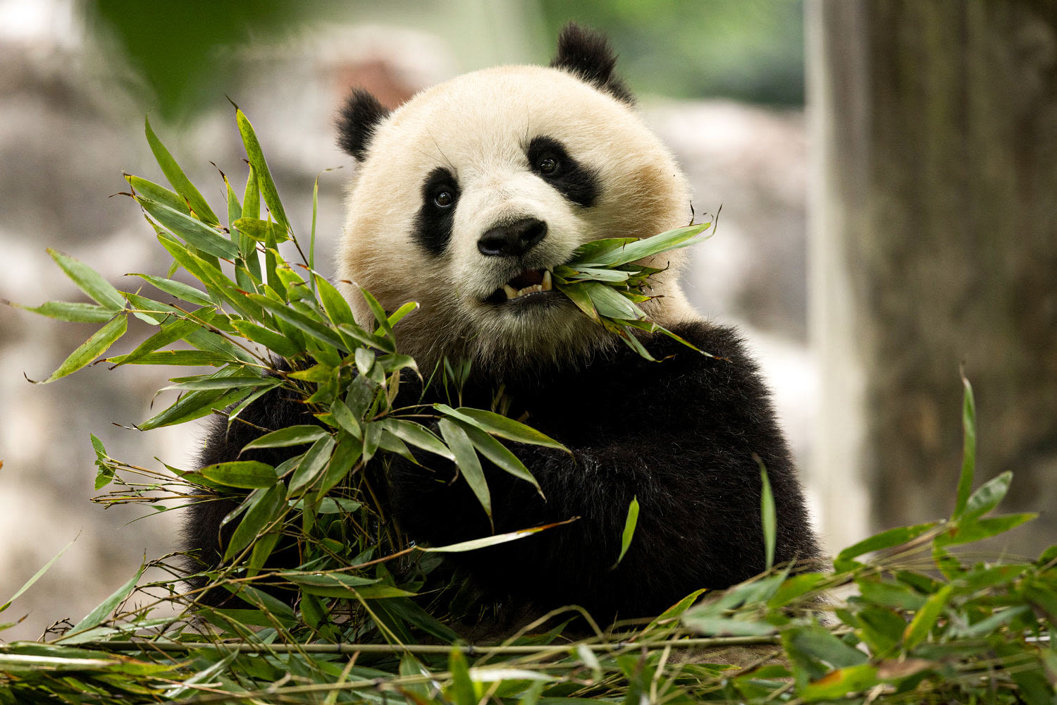 First new pandas to arrive in U.S. in over 20 years are on their way from China