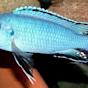 Powder blue cichlid