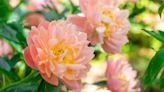 Why Your Peonies Are Not Blooming