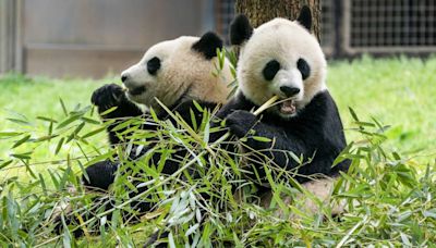 Giant pandas will return to Washington's National Zoo by year's end
