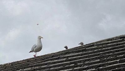 Dive-bombing seagulls are attacking posties in Liskeard