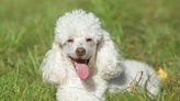 Miniature Poodle: Dog Breed Characteristics & Care