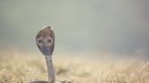 社子島傳「大量蛇被野放」掀恐慌 居民崩潰：一隻眼鏡蛇跑來我家作客