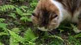 Why Does Your Cat Eat Grass, And When Should You Worry?