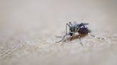 FDA approves first vaccine against chikungunya virus for people over 18