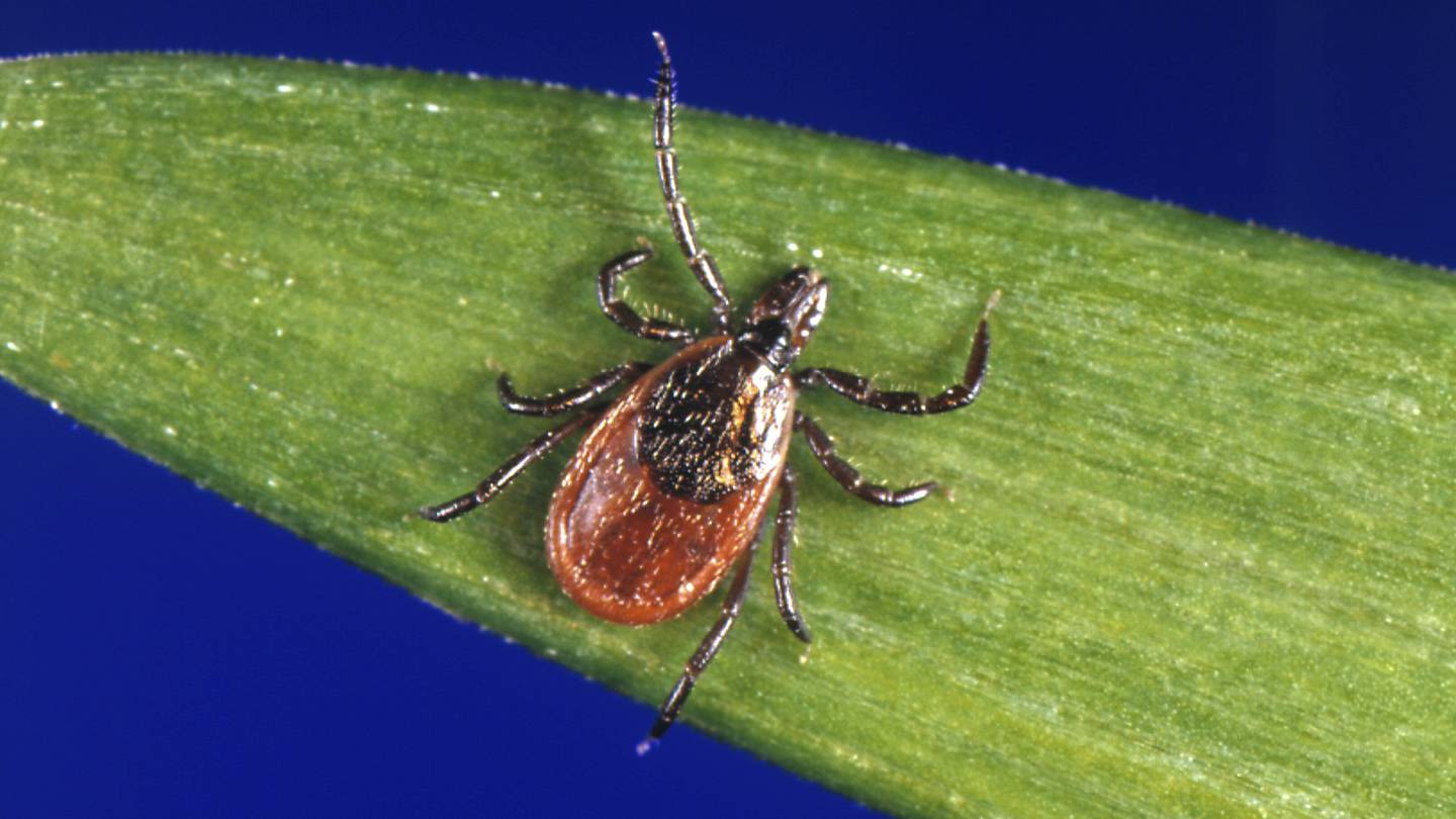 WA Dept. of Health: Tick travel tips to remember this summer