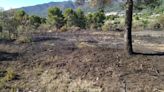 Los estragos del fuego y de la plaga de la Xylella en Xaló (imágenes)