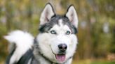 Owner shares all the hilarious reasons her husky got mad at her in a week