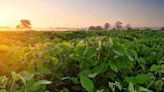 OVER THE COLES: Sulfur is key to soybean success