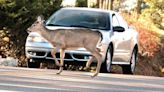 Drivers beware: Deer vs. car collisions on the rise, and this is prime season