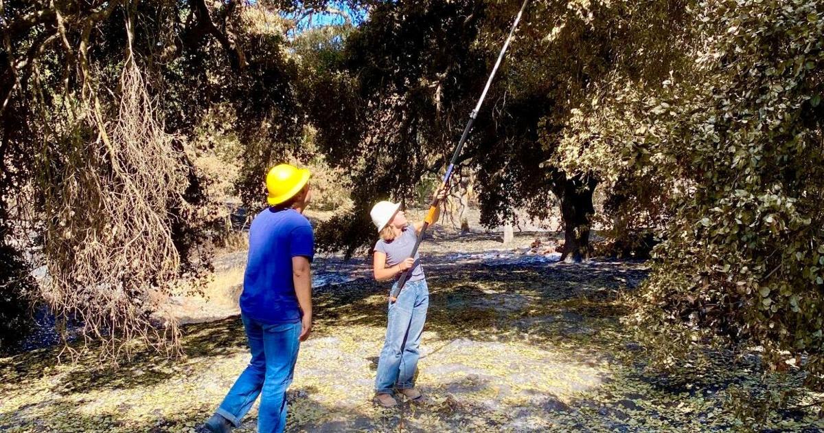 Sedgwick Reserve in recovery after Lake fire chars 3,000 acres, destroys habitats, vital assets