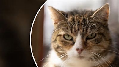 Tierheim Troisdorf macht beunruhigende Beobachtung bei Katze, dann folgt traurige Gewissheit