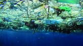 Coastal species living in Great Pacific Garbage Patch in middle of the ocean