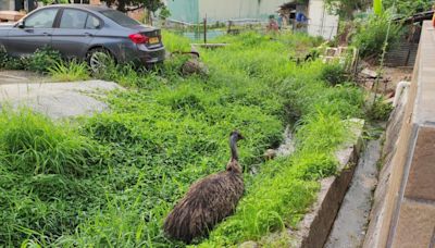 澳洲鴕鳥流浮山農莊走失 雞伯嶺發現鴯鶓蹤影被擒獲