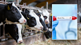 Second American contracts bird flu tied to dairy cows as CDC says risk of infection still low