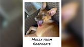 Central Arkansas dog wins national Wacky Pet Name contest