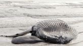 NJ governor: No pause in wind farm prep after 7th dead whale