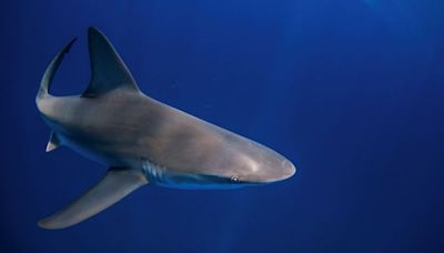 Three people attacked by sharks in Florida and Texas