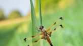 Wicken Fen declared ‘dragonfly hotspot’ as ancient insects thrive in nature site