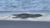 Cocodrilo provoca gran sorpresa al ser visto en una playa del norte de la Florida