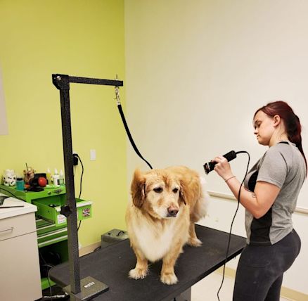 Sydnees Pet Grooming Lakeway Austin Yahoo Local Search Results