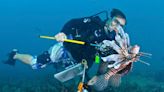 How To Check On Coral Reef And Sharks In The Dominican Republic?