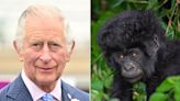 Prince Charles Names an Adorable Baby Gorilla! Find Out the Thoughtful Moniker