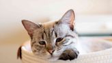 Lynx Point Siamese: Cat Breed Profile, Characteristics & Care