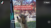 This squirrel was taught to ring bell for nuts in California — and TikTok is obsessed