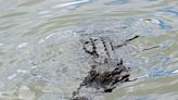 Two alligator snorkeling attacks reported the same week in Florida