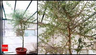 Ancient seed grows into 10-foot tree after 1,000 years: Could it hold the key to cure cancer? | - Times of India