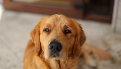 Golden Retriever Looks Like He's Pouting When He Gets Put in 'Donut of Shame'