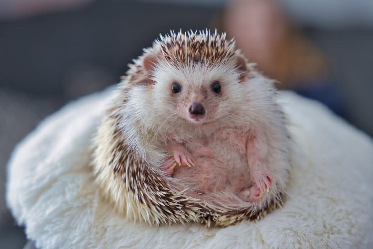 Adorable Video of a Hedgehog Playing with Toys Is Pure Internet Gold