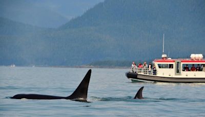 Potentially playful orcas sink sailing yacht near the Strait of Gibraltar